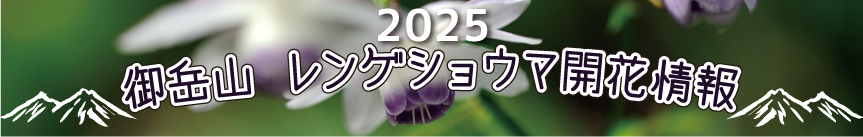 御岳山レンゲショウマ開花情報